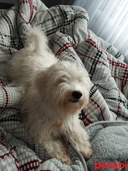 Maltese, Köpek  Balim fotoğrafı