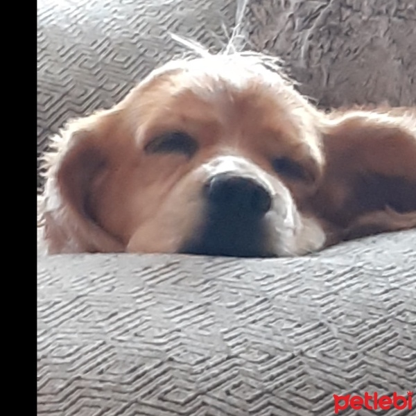 Amerikan Cocker Spaniel, Köpek  Mıkmık fotoğrafı
