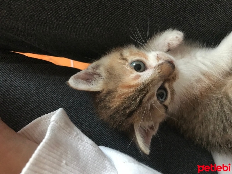 Tekir Kedi, Kedi  Miaa fotoğrafı