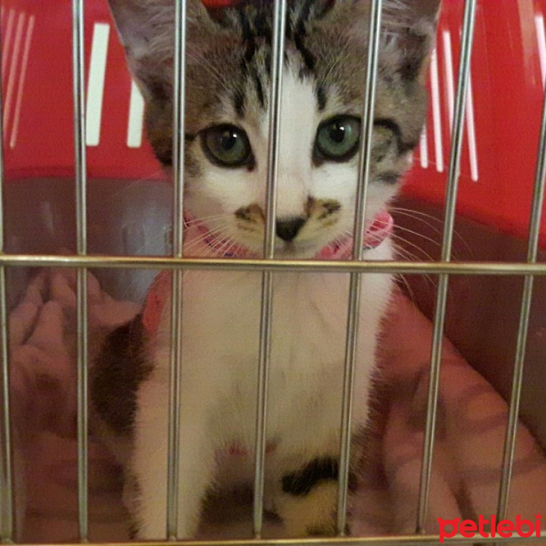 Tekir Kedi, Kedi  Prenses lily fotoğrafı