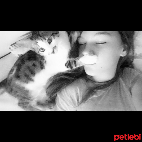 Tekir Kedi, Kedi  Prenses lily fotoğrafı