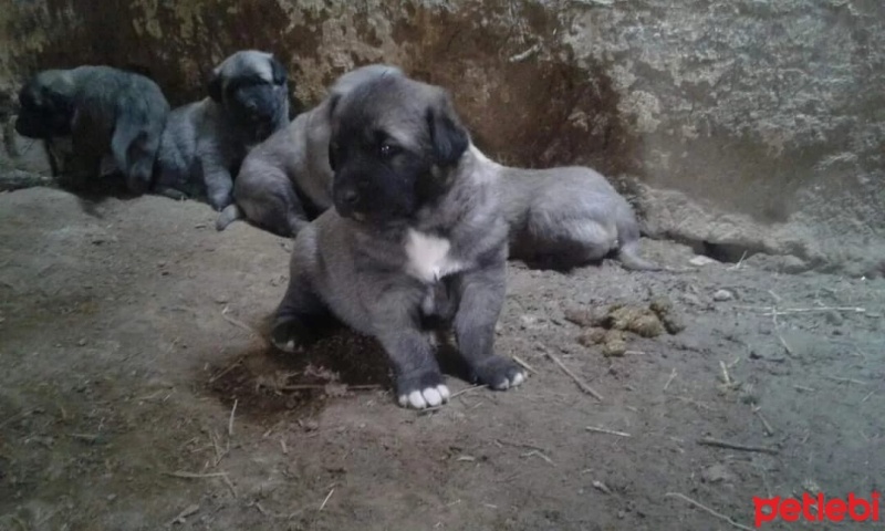 Kangal, Köpek  Karabaş fotoğrafı