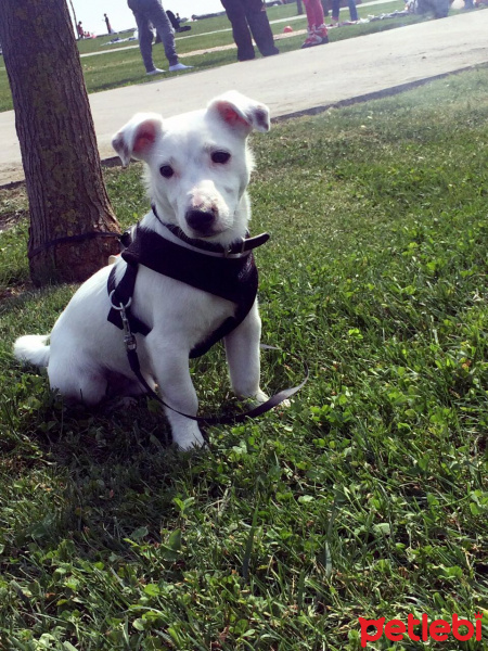 Jack Russell Terrier, Köpek  Maylo fotoğrafı