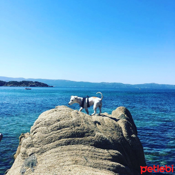 Jack Russell Terrier, Köpek  Maylo fotoğrafı