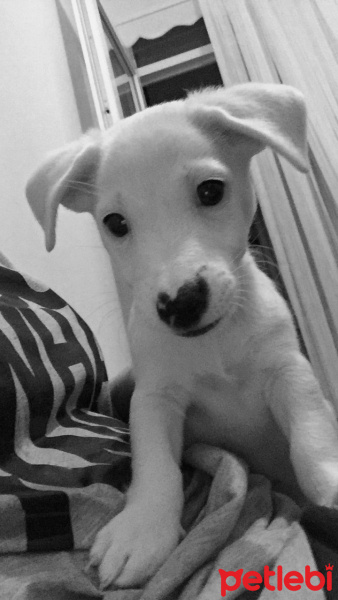 Jack Russell Terrier, Köpek  Maylo fotoğrafı