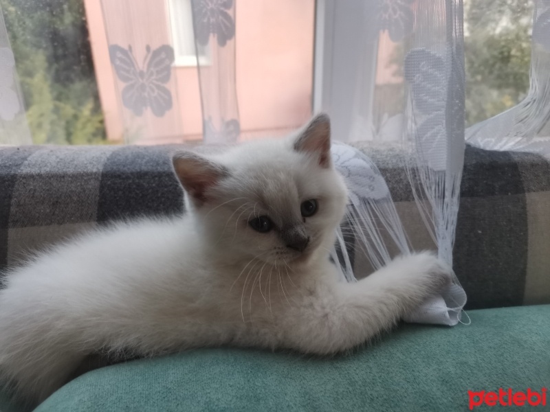 British Shorthair, Kedi  Yumak fotoğrafı