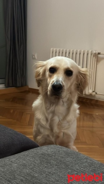 Golden Retriever, Köpek  Lola fotoğrafı
