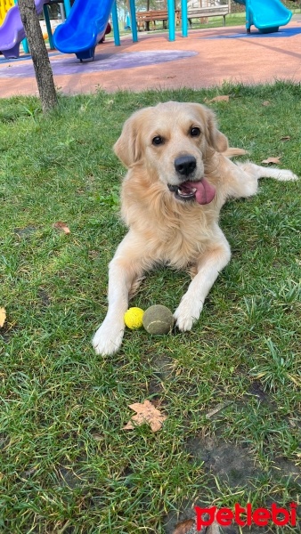 Golden Retriever, Köpek  Dante fotoğrafı