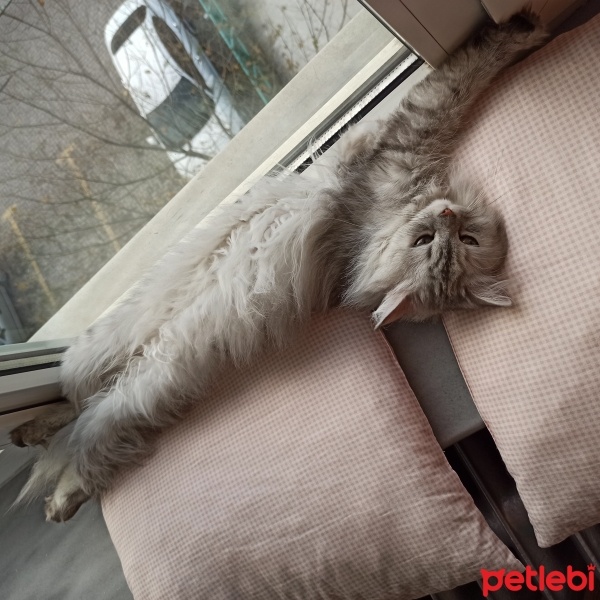 Chinchilla, Kedi  Prenses fotoğrafı
