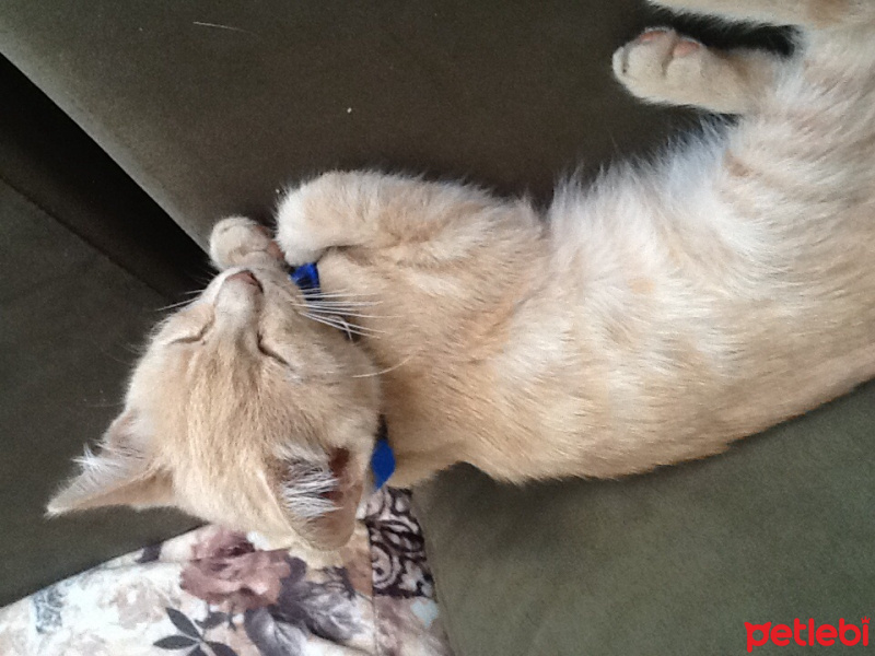 Pixie Bob, Kedi  Miyak fotoğrafı