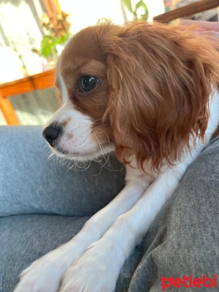 King Charles Spaniel, Köpek  Baileys fotoğrafı