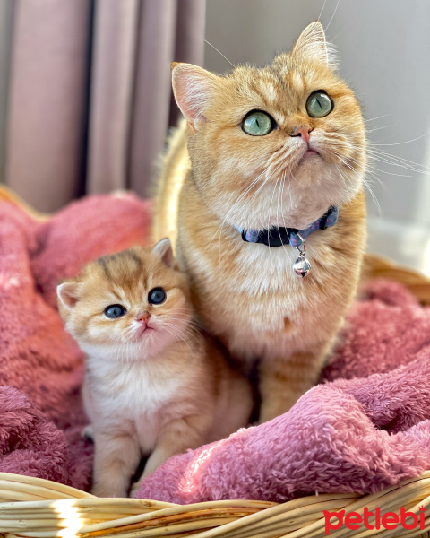 British Shorthair, Kedi  Balım fotoğrafı