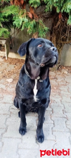 Cane Corso Italiano, Köpek  Karam fotoğrafı