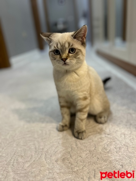Colorpoint Shorthair, Kedi  Nazlı fotoğrafı