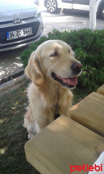 Golden Retriever, Köpek  Çakıl  fotoğrafı