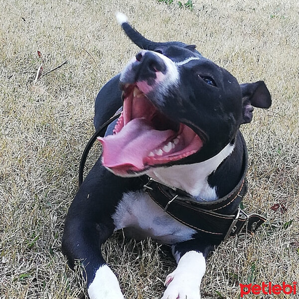 Amerikan Pitbull Terrier, Köpek  Rex fotoğrafı