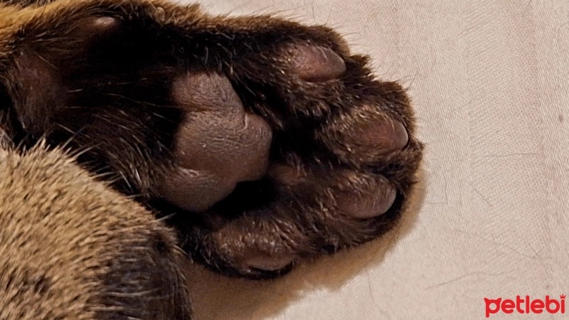 Tekir Kedi, Kedi  Pati fotoğrafı