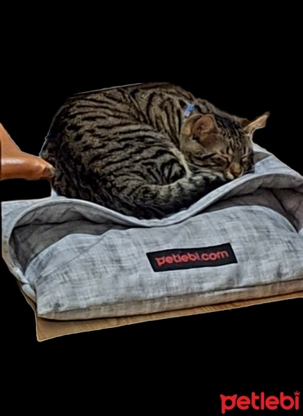 Tekir Kedi, Kedi  Pati fotoğrafı