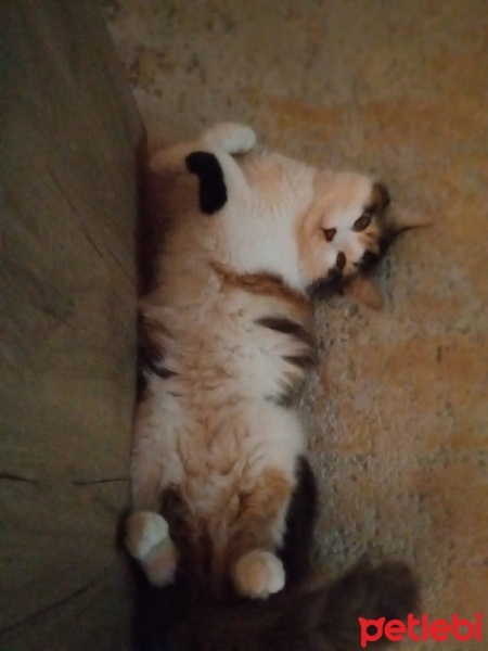 Tekir Kedi, Kedi  Boni fotoğrafı