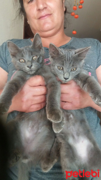 Tekir Kedi, Kedi  Belirtilmedi fotoğrafı