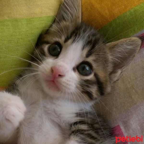 Tekir Kedi, Kedi  Sevimli fotoğrafı