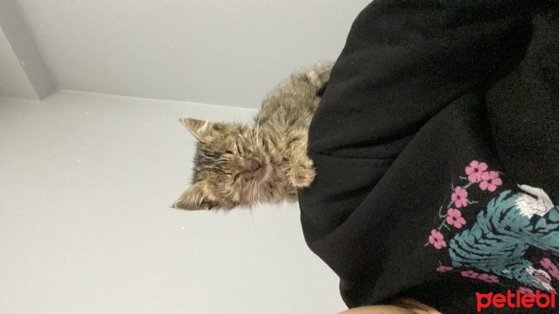 Tekir Kedi, Kedi  Dobby fotoğrafı