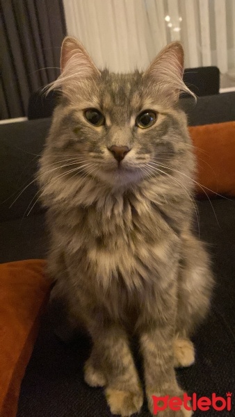 Tekir Kedi, Kedi  ŞEKER fotoğrafı