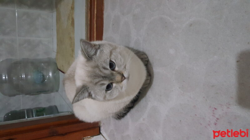 British Shorthair, Kedi  Maviş fotoğrafı