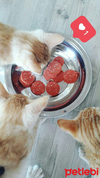 Abyssinian, Kedi  Olric , şirin, oscar fotoğrafı