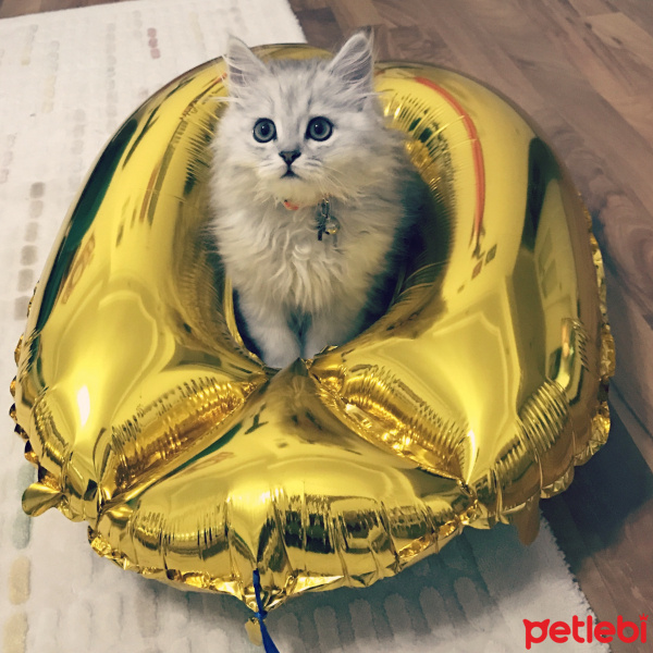 Chinchilla, Kedi  BULUT fotoğrafı