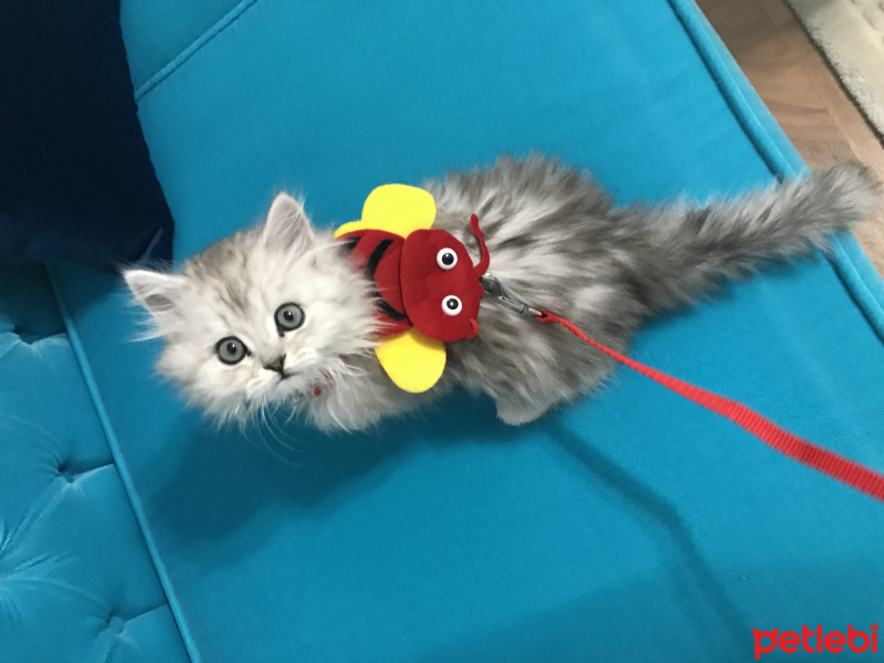 Chinchilla, Kedi  BULUT fotoğrafı