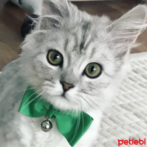 Chinchilla, Kedi  BULUT fotoğrafı