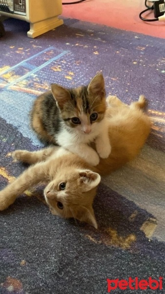 Tekir Kedi, Kedi  Bihter ve Behlül fotoğrafı