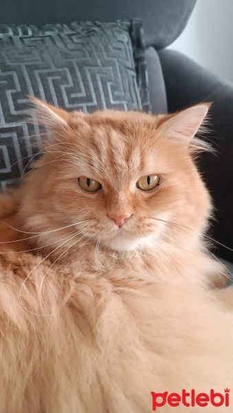 Sarman, Kedi  Köpük fotoğrafı