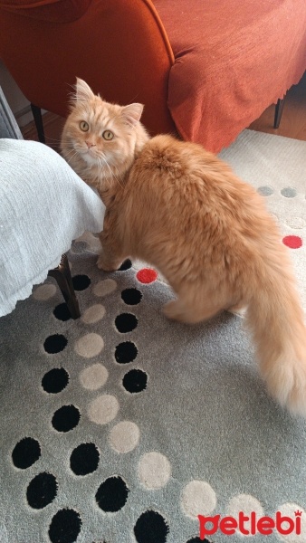Sarman, Kedi  Köpük fotoğrafı