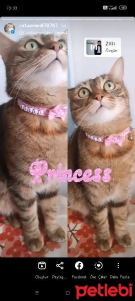 Tekir Kedi, Kedi  Zilli fotoğrafı
