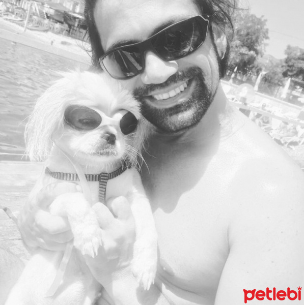 Pekingese, Köpek  Dugi fotoğrafı