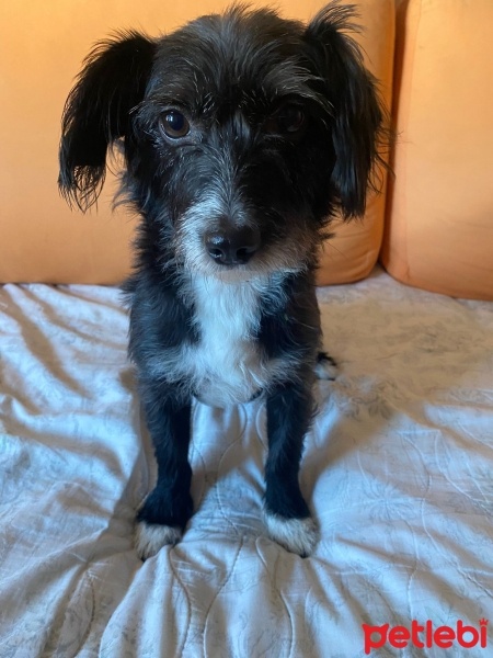 Maltese, Köpek  Lola fotoğrafı