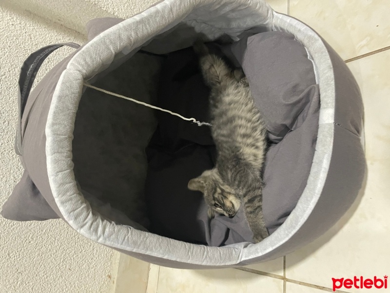 Tekir Kedi, Kedi  Duman fotoğrafı