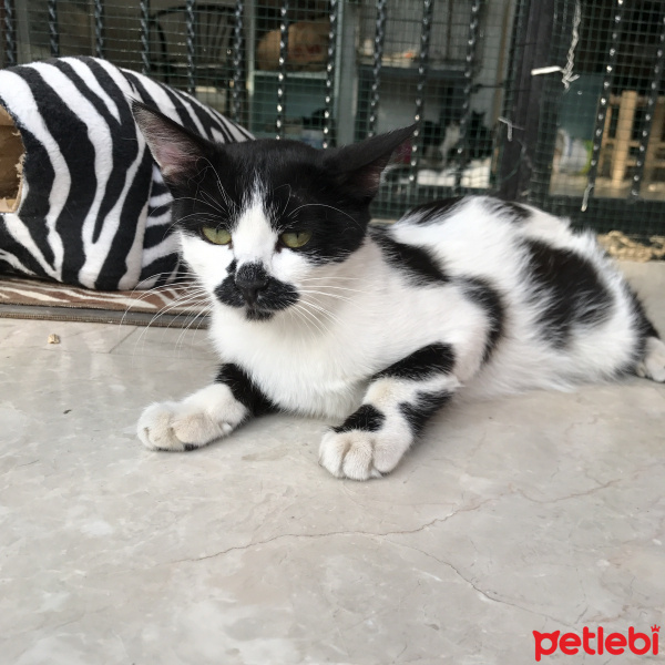Tekir Kedi, Kedi  puf puf fotoğrafı