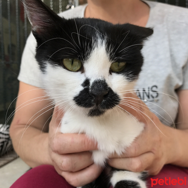 Tekir Kedi, Kedi  puf puf fotoğrafı