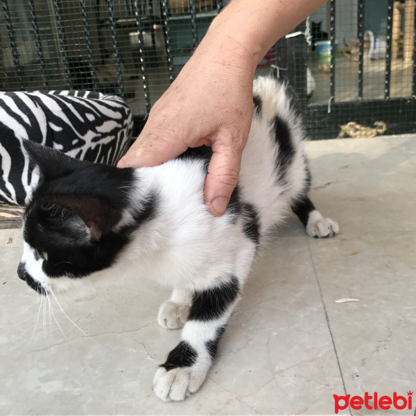Tekir Kedi, Kedi  puf puf fotoğrafı