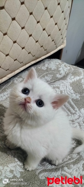 British Shorthair, Kedi  Pamuk fotoğrafı