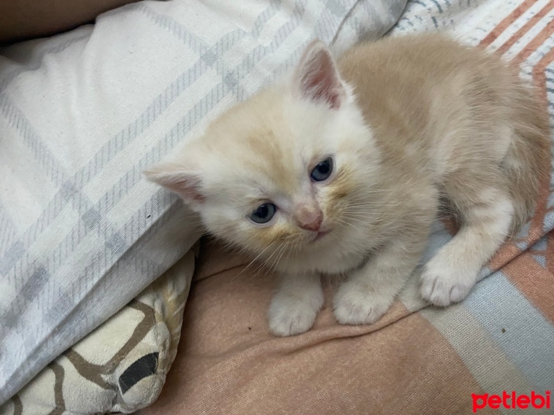 British Shorthair, Kedi  Tarçın fotoğrafı