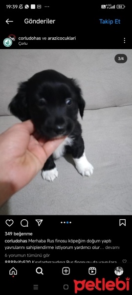 Russian Spaniel, Köpek  Gölge fotoğrafı