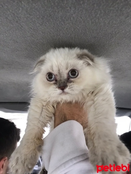 British Longhair, Kedi  Pati fotoğrafı