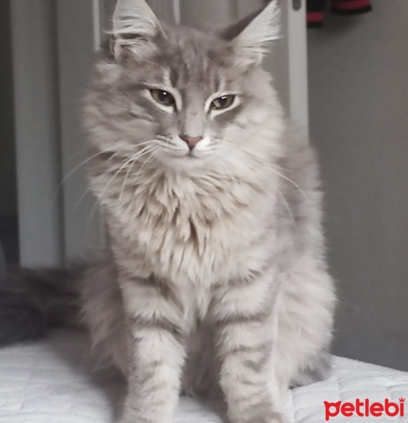 Tekir Kedi, Kedi  Bobi ve duman fotoğrafı