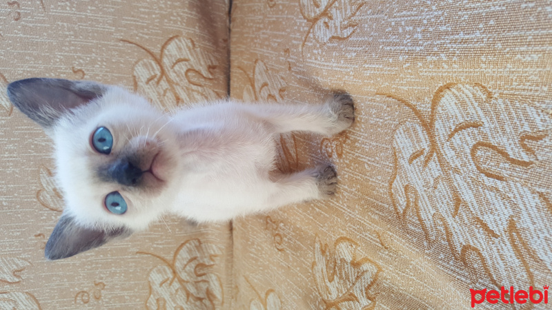 Siyam Kedisi, Kedi  İsmi yok fotoğrafı