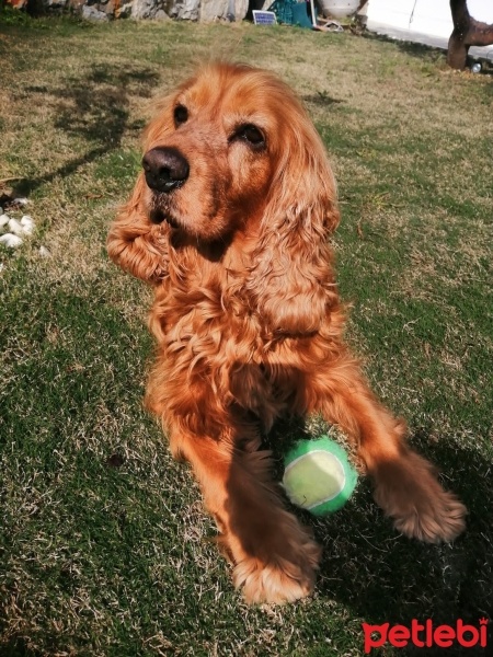 Amerikan Cocker Spaniel, Köpek  Rodi fotoğrafı