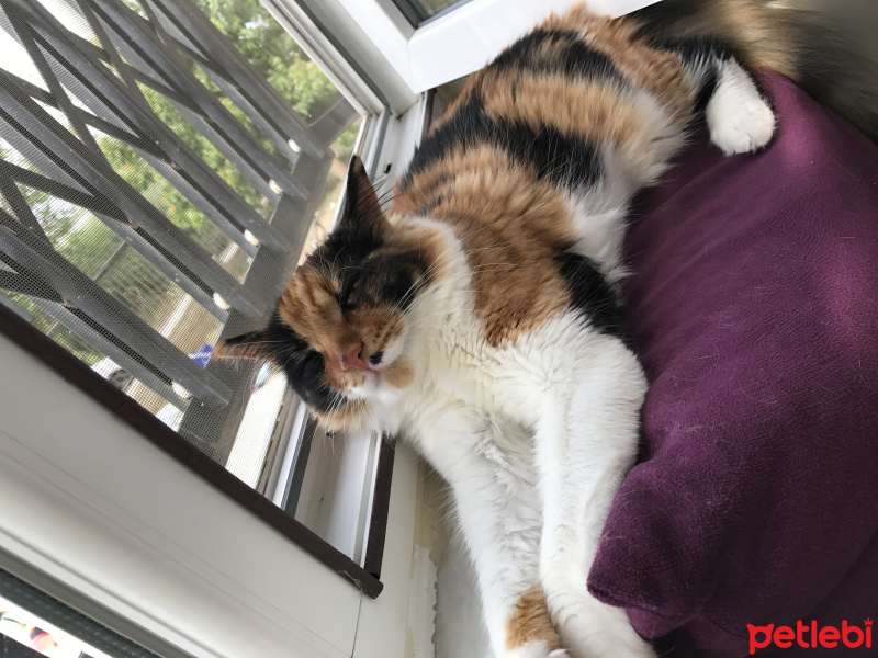 Tekir Kedi, Kedi  Minnoş fotoğrafı